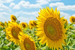 Read more about the article Summertime Love – Fire Element