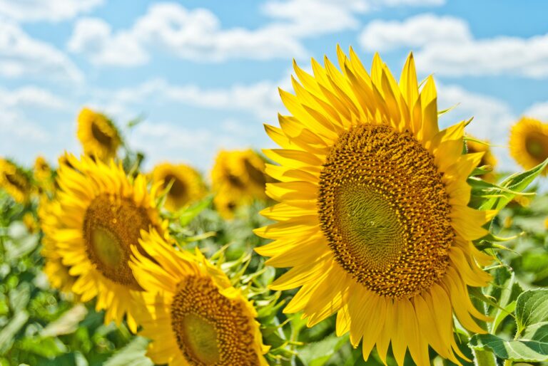 Read more about the article Summertime Love – Fire Element